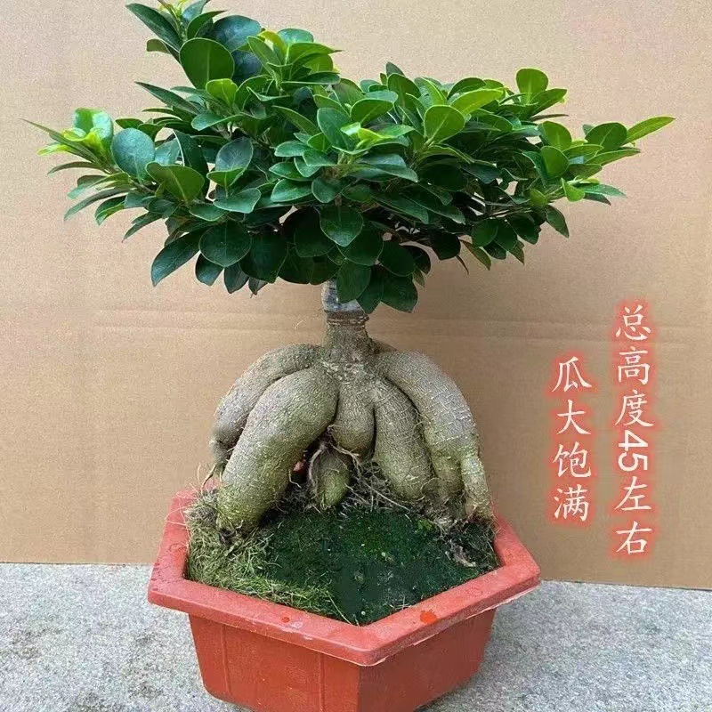Panax banyan hojas banyan modelado bonsai interior planta de terraza en maceta plantación verde banyan viejo estaca fácil de cultivar cuatro estaciones
