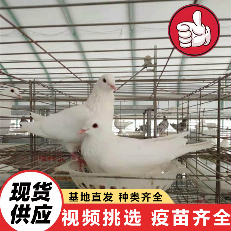 节日庆典开业典礼放飞和平鸽 景区投喂互动广场鸽 家养种鸽白羽王