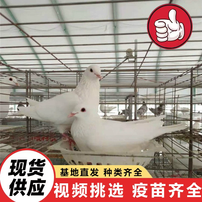 Цены на трехмесячных молодых голубей в провинции Шаньдун, цены на белоголовых королевских голубей, цены на яйцекладущих голубей, бесплатная доставка