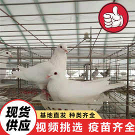 白羽王种鸽养殖场出售活体 家养信鸽肉鸽 出售公园投喂互动广场鸽