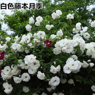 �ٱ����¼������ٱ�ɽ�¼����̨ͥԺ�༾�_���������Nޱ��������