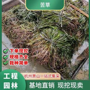 Environmental Engineering Submersible Plants, Dwarf Waterweed, Direct Sales from the Base, Large Quantities of Aquatic Plants for Fish, Shrimp, and Crab Farming in Ponds, Hydroponics
