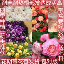 月季花苗带花苞四季开花浓香玫瑰蔷薇大花易栽种好活欧月阳台威东