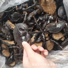批发长腿黑灵芝大竹灵芝不苦山东灵芝紫灵芝整朵一件代发大量供应