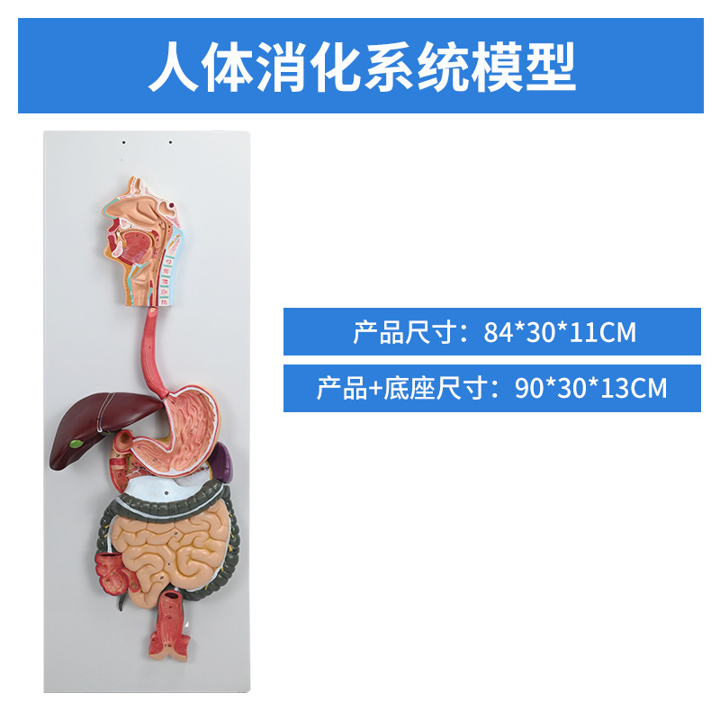 ������ϵͳ ѪҺѭ��ϵͳ ����ϵͳ ����ϵͳ �ڷ��� ������