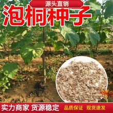 泡桐树种子轻型木质木材树木白花大果泡桐空桐树工程绿化新采种籽