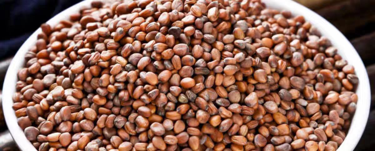 Lai Fu Zi (Semen Raphani) — Roasted Radish Seed for Herbal Tea & Decoction, 500g overview