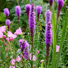 盆栽;月季蔷薇植物;乔木