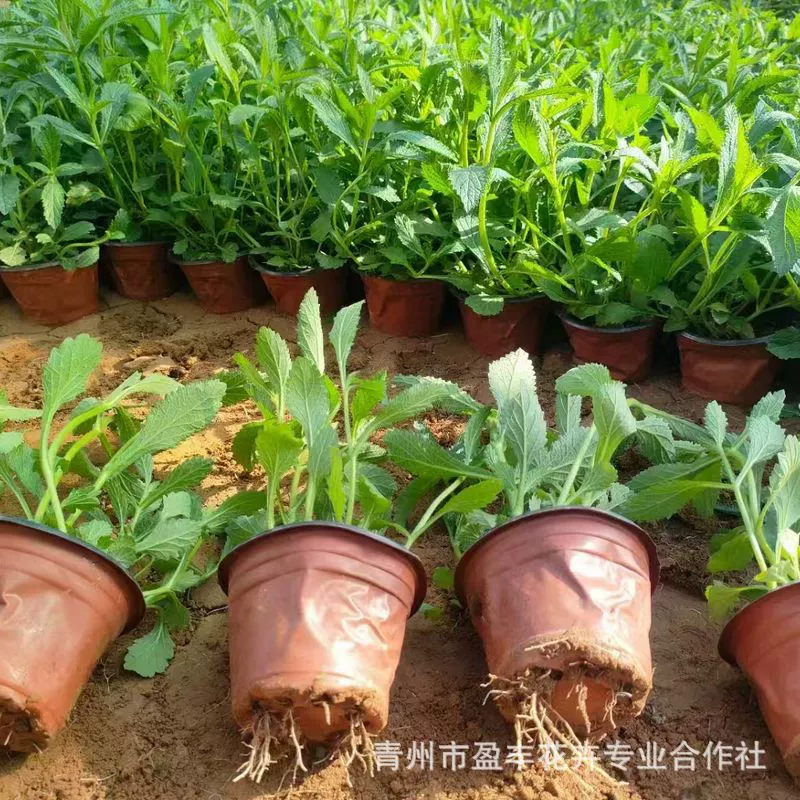 Оптовые рассада вербены для ландшафтного озеленения, цветочные сорта для уличного озеленения, оптовые рассада вербены