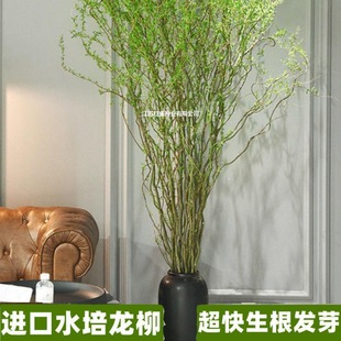 龙柳鲜枝插花客厅水培植物花卉吊钟鲜花四季好养活水养干枝支雪柳-阿里巴巴