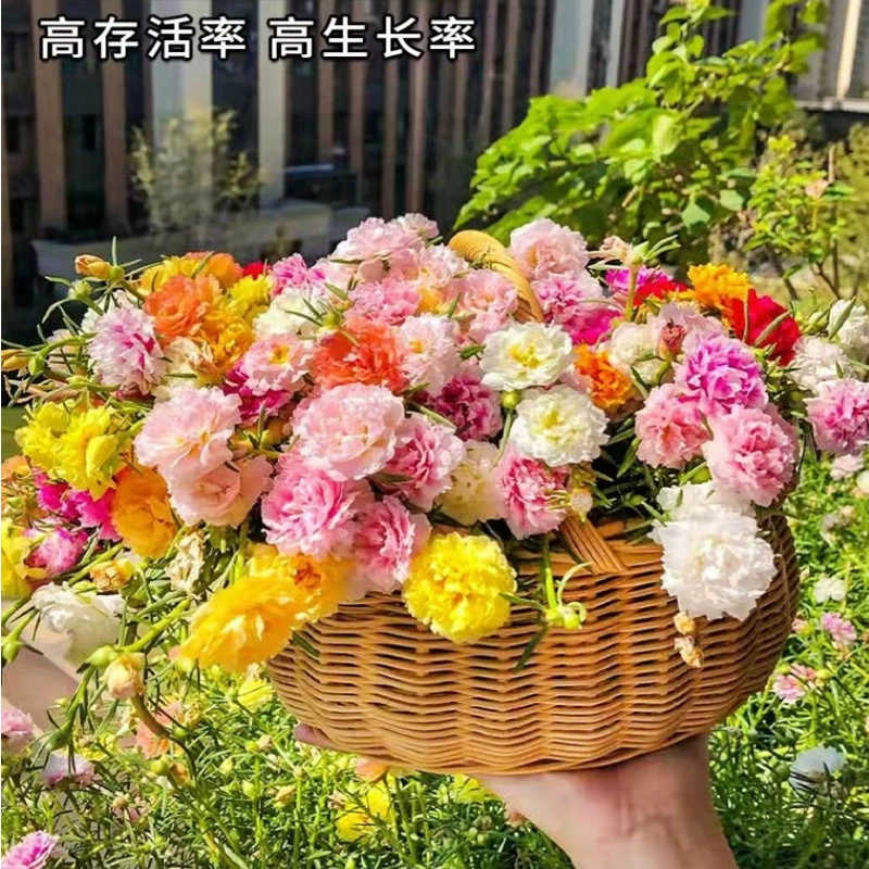 Двойные семена подсолнечника в помещении и на открытом воздухе Четыре сезона Цветение Легко жить Семена цветов в горшке Маленькие семена ромашки Семена цветов