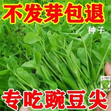 �㶹�N�Ѵ��㶹���߲˷N��ˮ���o��R��С��ѿ���ļ��Nֲ�߲˷N��