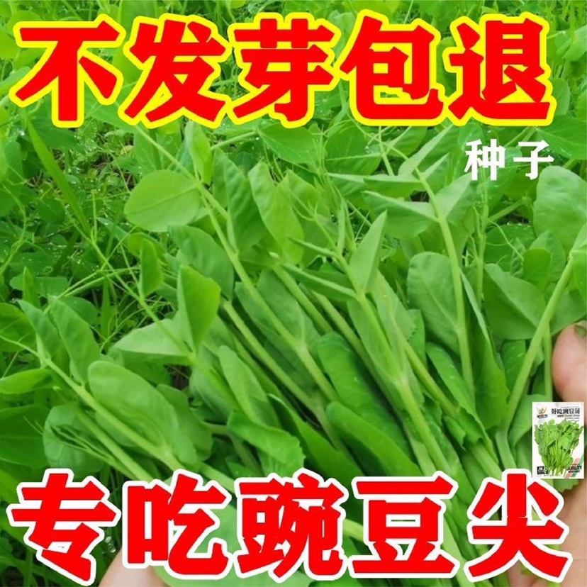 豌豆种籽大豌豆苗蔬菜种子水培无须莱豆小尖芽菜四季种植蔬菜种孑