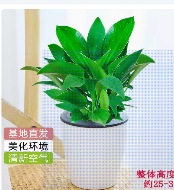 金鑽110 # 【1盆-3顆】(25-30cm+1個白色M5懶人盆)