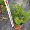 Base direct supply of Foxi Tiansong Multi -Speed Potted Court of Potted Garden Project Greening Green Plant Flowers Four Seasons Evergreen Plants