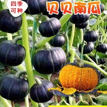 绿贝贝南瓜种籽正宗板栗味高产早熟惠和一号甜小南瓜种子蔬菜盆栽