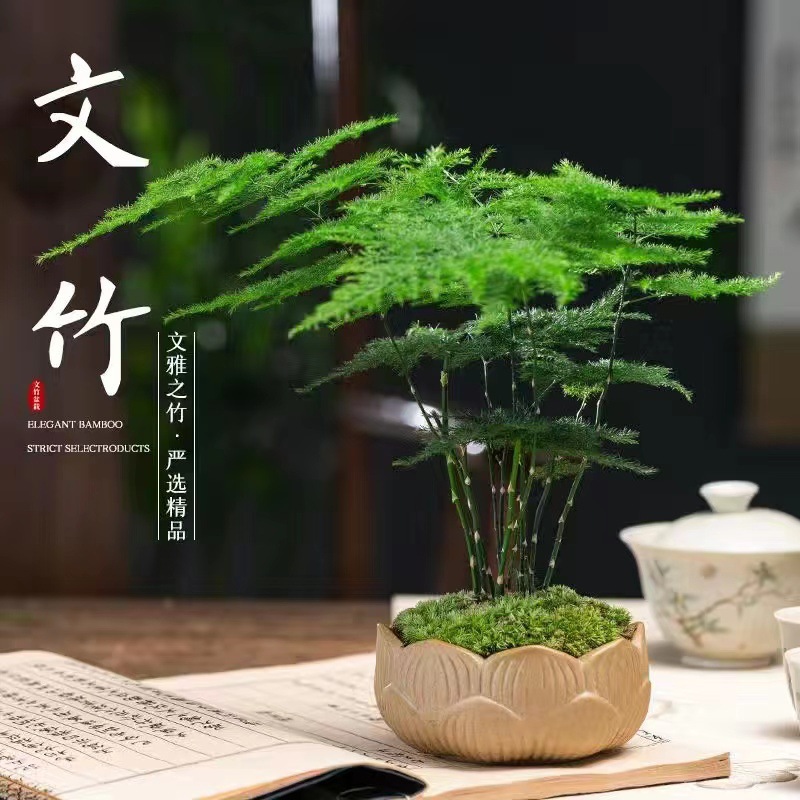 【高品质】文竹+莲花盆+圆形底座