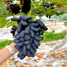 女巫指葡萄苗嫁接葡萄树苗当年结果苗新品种无籽无核南方北方种植