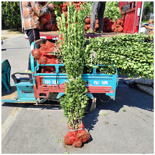 2�ױ������S��� ���G��ľ С�^�����h���� �F������ ����������