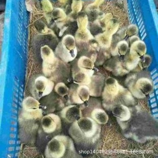 һ����Z��������ꖽ��Z�����籾���ZС�Z�л��ﵰ�Z�Z�猙���Z