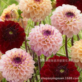 Wholesale Dahlia Bulbs, Bulbous Florals, Sweet Potato Florals, Dahlia Seeds, Dahlia Florals, Large Quantity Discounts