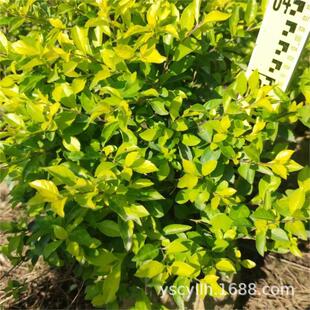 �S���~�S��÷���~���B�N�S�~���B�N���l��20-150CM