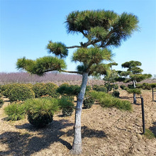 ֱNͺͥԺ@־^ӭɷNֲ_h