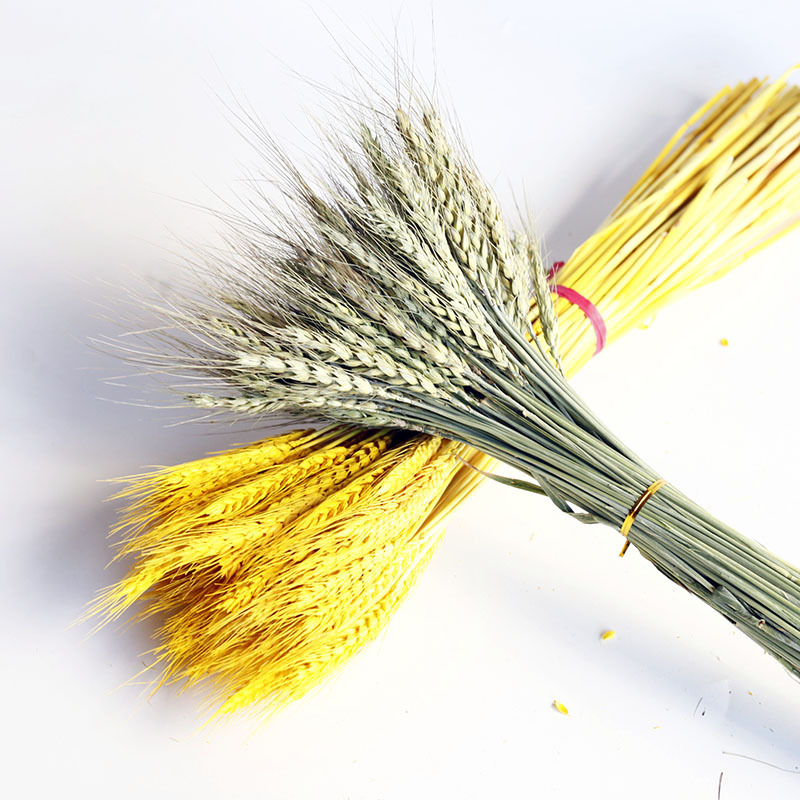 干花大麦小麦真花开业花篮黄色DIY材料花束麦穗批发金色麦穗