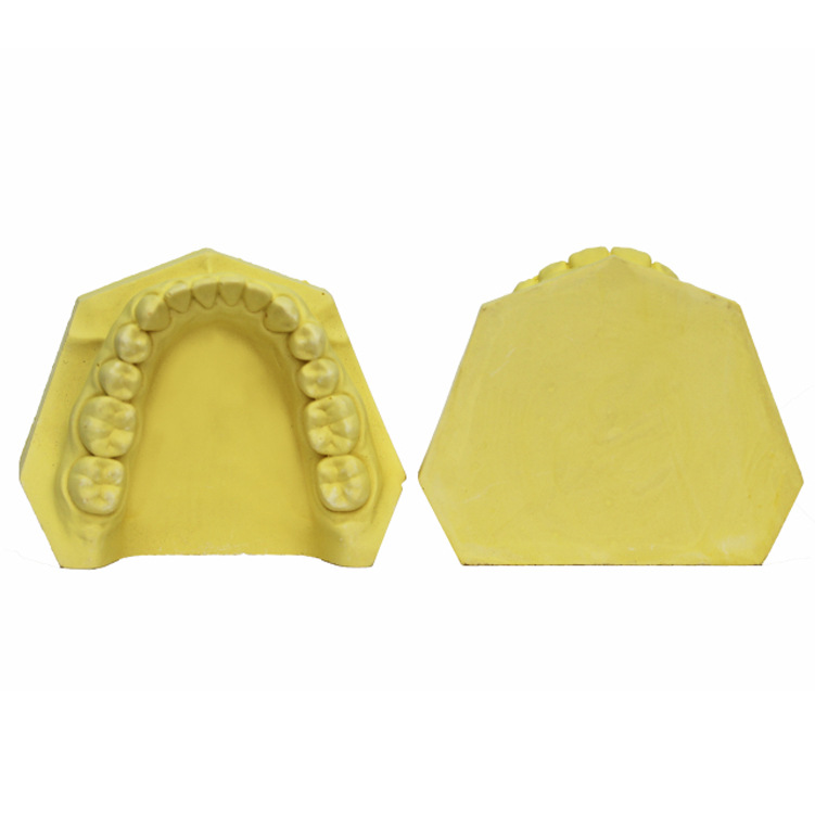 Oral Dental Yeso Modelo dental Dental Enseñanza oral Boca completa Modelo dental Práctica Grabado Modelo dental