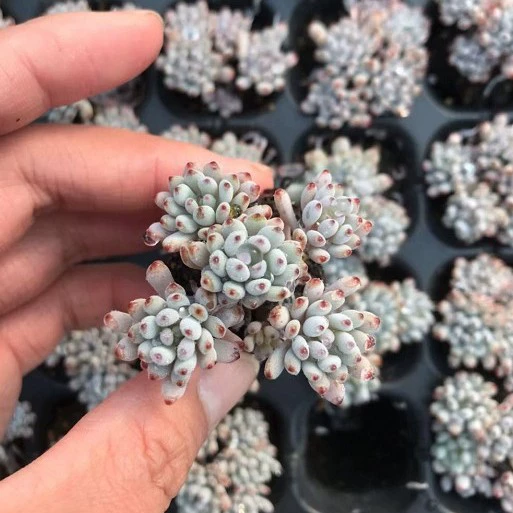 Голубая фасоль более 3-6 [включая 3] 2-3 см группа оптовых суккулентов в натуральной форме стрельба база прямых продаж