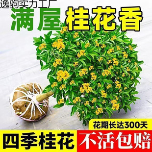 ļ𻨿ʳûMԹ𻨘;Gֲ҃ȻܺB..