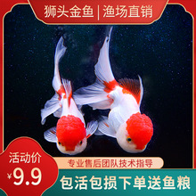 獅頭魚 獅頭魚批發 促銷價格 產地貨源 阿里巴巴 獅頭魚 獅頭魚批發 促銷價格 產地貨源 阿里巴巴