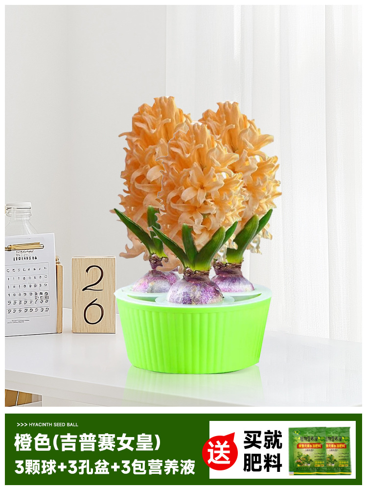 Hidropolimerización de flores con brotes de jacinas gran bola buena para alimentar balcón interior y exterior plantas en maceta tulipán cultivo de suelo