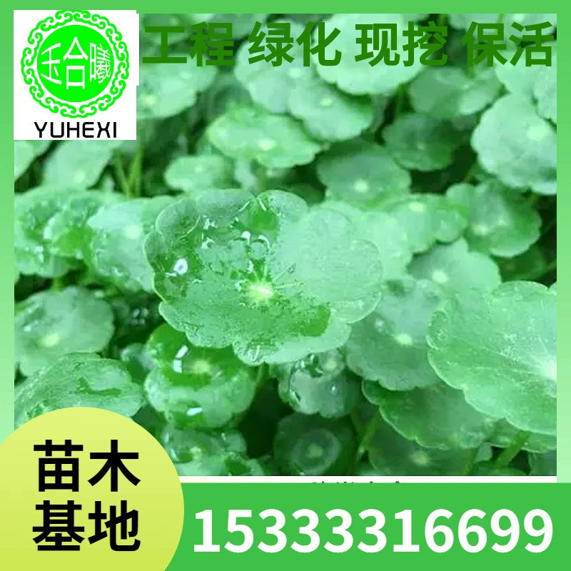 Гидропонная монетка с большими листьями для всех сезонов, корень и стебель в горшке на столе, водная культура, почвенная культура, экономичная, простая и привлекательная для использования на открытом воздухе.