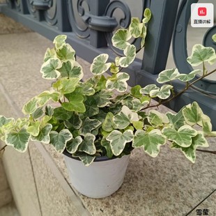 ѩ������������ �ձ����M �҃����̨ͥԺ ���@�Gֲ �\�����B�^�~