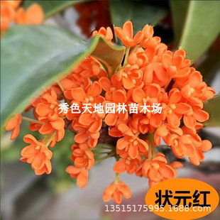 �t�𻨘��� ��Ʒ�����Ԫ�t���� ��ϡ�t����ɰ�� �ļ��t����