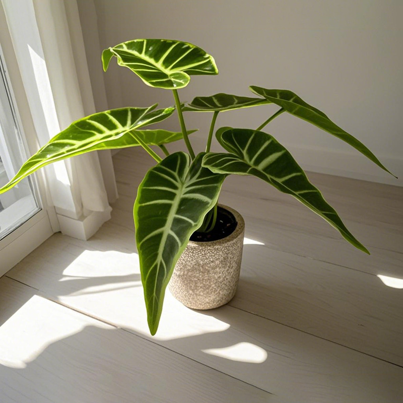 Simulación nórdica Planta verde Tortuga espalda hada Taro Escritorio Bonsai Sala de estar Hogar Decoración del suelo Decoración Decoración Paisaje de plantas falsas