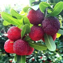 2025年杨梅新鲜现摘小杨梅贵州野生山杨梅酸梅孕妇水果泡酒鲜果