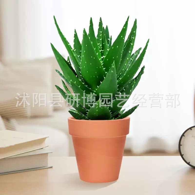 Curacao Aloe Vera sala de macetas belleza irrigación piel verde escritorio de oficina carne ciudad que nunca duerme Aloe Vera flores cactus
