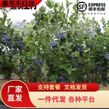 һ�����l�ش��{ݮ��������Ϸ�����ͥԺ�e���Nֲ�{�S�G��ʯ���Ե�