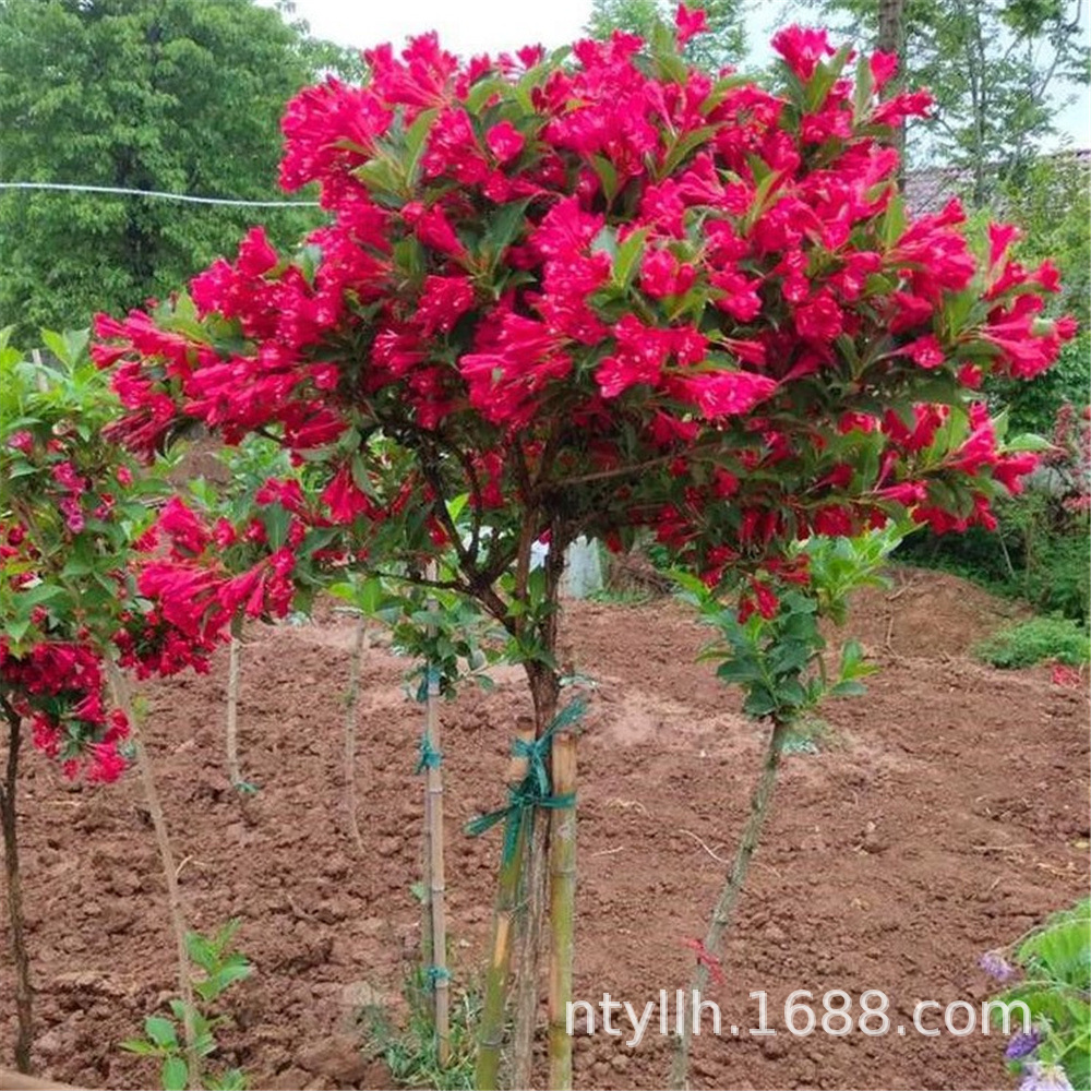 五彩锦带花树苗高杆锦带树红王子别墅庭院耐寒大型绿化风景盆栽苗-阿里巴巴