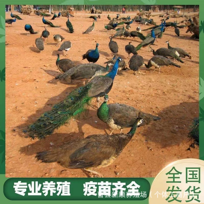 孔雀养殖景区观赏孔雀 出售供应孔雀种孔雀养殖场孔雀幼苗活体