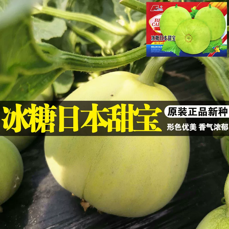 Рок-сахар Японские семена сладкой дыни высокой сладости тонкокожей дыни ароматные семена дыни высокая урожайность устойчивые к болезням фруктовые семена