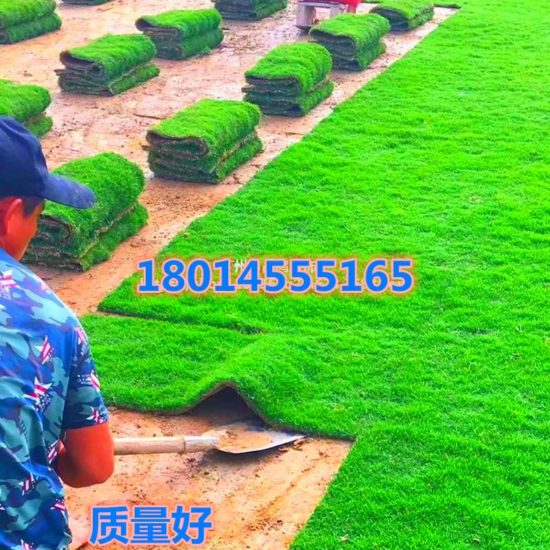 Газон Настоящий Газон с Почвой Ковер Зеленая Трава Посадка Вилла Сад Двор с Озеленением Почвы Манильский Газон