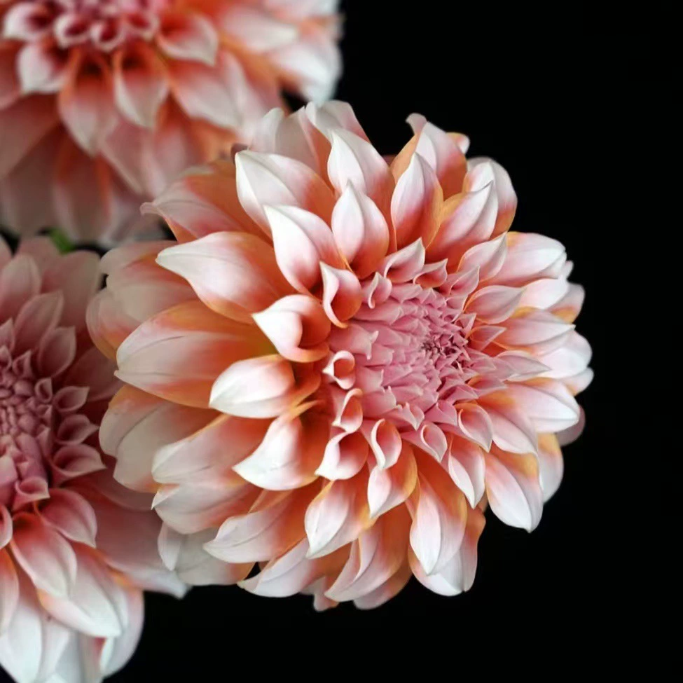 Свежие срезанные цветы в Куньмине оптом свадебный цветочный магазин мягкая домашняя бутылка букет цветов