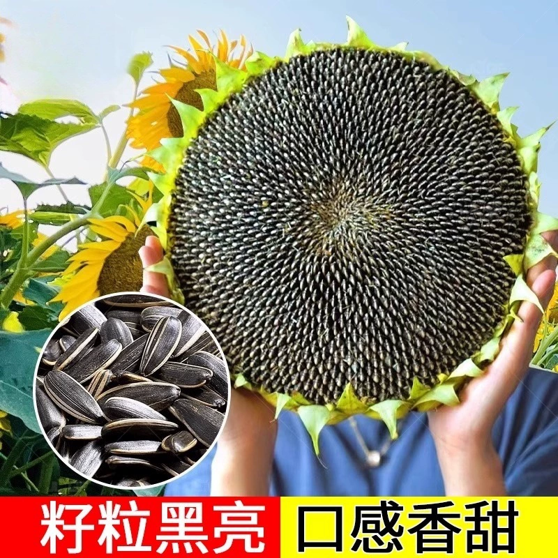 Семена подсолнечника с пищевым маслом для посадки в горшках на балконе, подходят для всех сезонов, цветущие декоративные высокоурожайные семена низкорослого подсолнечника.