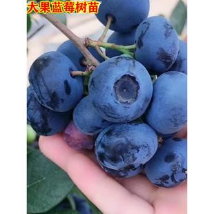 �{ݮ���������Ԏ����ش���Y���̨�����ļ��ϱ����Nֲ�{ݮ��