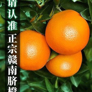 江西赣南脐橙橙子新鲜水果当季整箱大果赣州甜10斤装-阿里巴巴