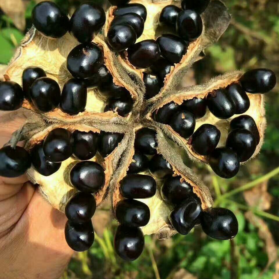 洛阳牡丹种子 牡丹种子价格 批发牡丹籽基地种植自产自销籽