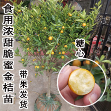 ��������ʳ�ô��۽�ۘ�������Ե����ϱ���С���ӹ����ļ������